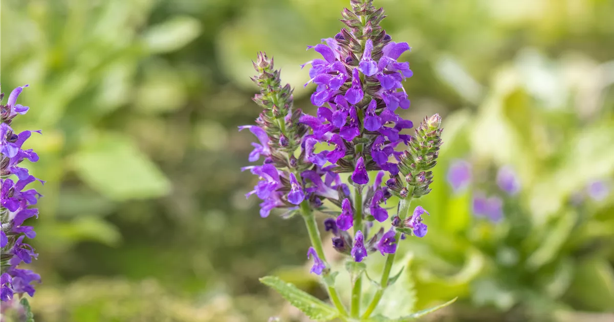 Salvia nemorosa 'Marcus'