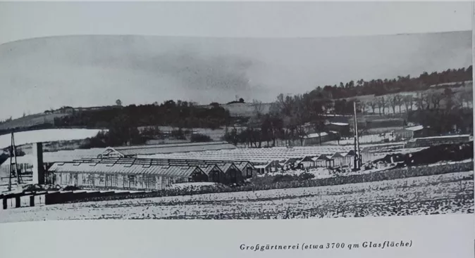 Knospige Narzissen im Ambiente BildHistorie.jpg