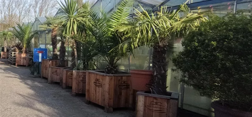 Töpfe bepflanzen im Garten Vermietungspflanzen (6).jpg