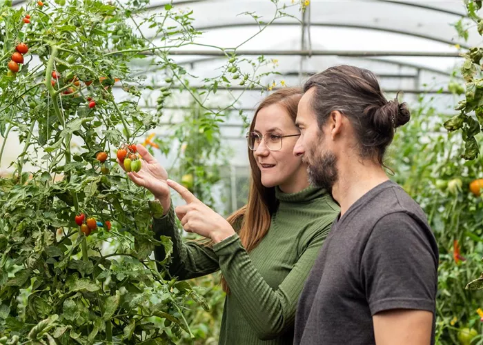 Tomaten und Gurken Tomaten und Gurken